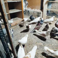 50تاکفتر پرشی بشرط یجایی دونه‌ای120|پرنده|قرچک, باقرآباد|دیوار