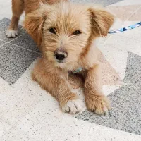 یک عدد سگ خانگی نژاد پامر و یک ست کامل قلاده