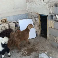 بزغاله|حیوانات مزرعه|سربیشه, |دیوار