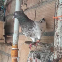 تعدادی کبوتر غریب گیر