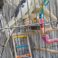 عروس هلندی جفت نر و ماده|پرنده|بندر انزلی, نیمه شعبان|دیوار