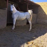مادیان کرد سواریدار شکم طلا