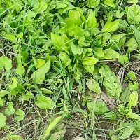 فروش اسفناج محلی گنبد حسن اباد کیلویی 30تومن|خوردنی و آشامیدنی|گنبد کاووس, |دیوار