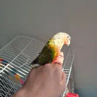 گرینچیک اناناسی|پرنده|فردیس, نگارستان|دیوار