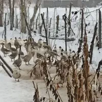 غاز و بوقلمون