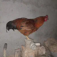 یک عددخروس محلی سالم وسلامت