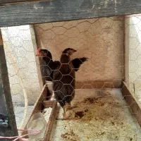 مرغ خروس رسمی