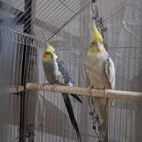 عروس هلندی نر و ماده|پرنده|قم, نیروگاه|دیوار