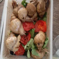 حلزون آچیتا و آلبینو|خزنده|تهران, تهرانسر شمالی|دیوار