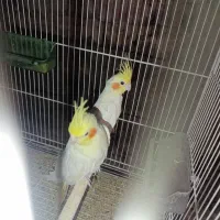 عروس هلندی فروشی ومعاوضه|پرنده|خوسف, |دیوار