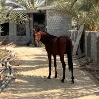 کره اسب