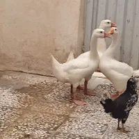 جوجه قوغاز