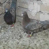 جفت طاوسی