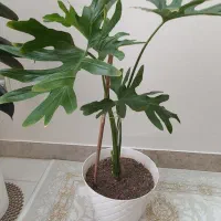 ۵عدد گل و گلدان طبیعی|گل و گیاه طبیعی|محمدشهر, محمدشهر|دیوار