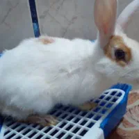 خرگوش نر ۴ماهه