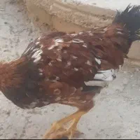 مرغ وخروس