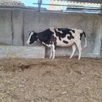 گاو ۷ ماه آبستن هلشتاین|حیوانات مزرعه|سیمین شهر, |دیوار