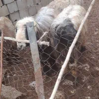 فروشی...|حیوانات مزرعه|میانکوه, |دیوار