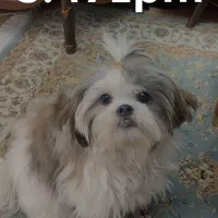 سگ شیتزو سوپر فلت