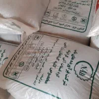 کودریشه ای چندین نوع