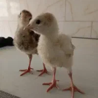 جوجه بوقلمون برنز و بوربون واکسن خورده|حیوانات مزرعه|تهران, استاد معین|دیوار