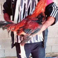 دو عدد خروس لاری