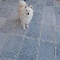 واگذاری سگ پامراشمیتز