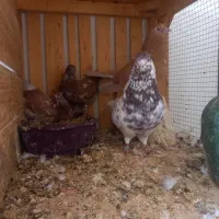 فروش حدود ۲۰ جفت کبوتر درجه یک