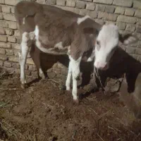 گاو|حیوانات مزرعه|ارومیه, |دیوار
