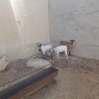 فروش ۴ عدد بز داشتی