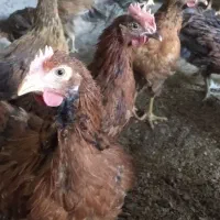 فروش۳۱۲عدد نیمچه ۸۰روزه مرغ و خروس  نژاد گلپایگان