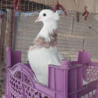 30عددکبوتر برای فروش|پرنده|کرخه, |دیوار