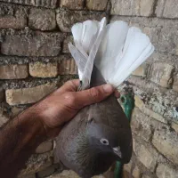 دوتا دم سفید ماده