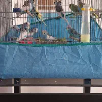 فروش مرغ عشق ماده|پرنده|املش, |دیوار