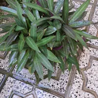 گل و گیاه زیبا|گل و گیاه طبیعی|بندر ترکمن, |دیوار