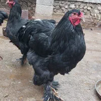فروش مرغ وخروس برهما