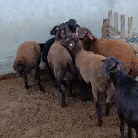 10راس توقلی قزل افشاری ماده زیر قوچی|حیوانات مزرعه|سیمین شهر, |دیوار