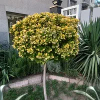 خدمات باغبانی و طراحی فضای سبز(باغ ویلا)|خدمات باغبانی و درختکاری|مشهد, سناباد|دیوار