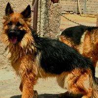 سگ ژرمن شپرد و ژرمن شولاین