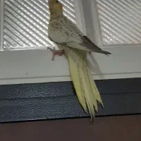 عروس هلندی سخنگو|پرنده|تهران, سبلان (لشگر)|دیوار