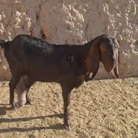 بز پاکستانی اصیل