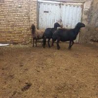 فروش 3عدد میش یا گوسفند|حیوانات مزرعه|حلب, |دیوار