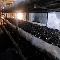 کمپوست قارچ دکمه ای برای باغات و زمین کشاورزی