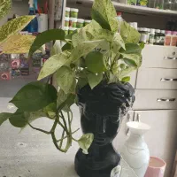 گلهای آپارتمانی|گل و گیاه طبیعی|فولادشهر, مسکن مهر فولادشهر|دیوار