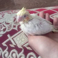 جوجه عروس هلندی