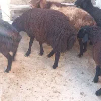 بره نر چاق