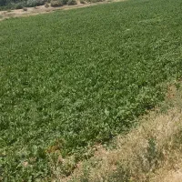 کارگر واسه چغندر نیازمندیم