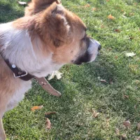 سگ پامر و خراسانی|سگ|پاکدشت, پاکدشت (مامازند)|دیوار