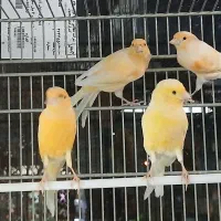 فروش قناری و سهره قناری|پرنده|قزوین, |دیوار