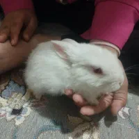بچه خرگوش